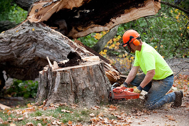 Best Arborist Services Near Me  in Lake Shore, MN